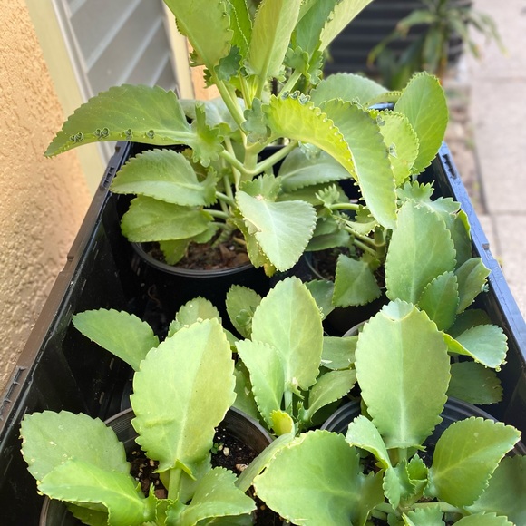 Plants - Picture 4 of 7